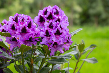 Fototapeta premium Purple Rhododendron spring flowers in bright daylight selective focus