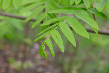 young green leaves on a Pterocarya branch in the park on a spring day