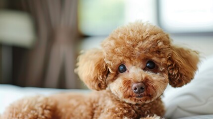 poodle puppy on a bed