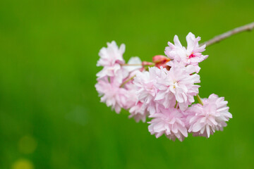 Close-up shot of pink Sakura flowers on a branch.