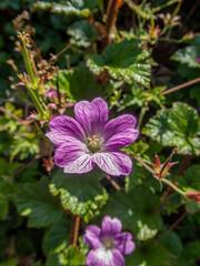 Small Purple and White Summer Flowers