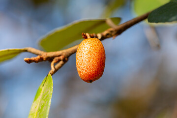 close up Elaeagnus pungens is a species of flowering plant in the family Elaeagnaceae