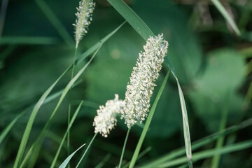 Close up of grass flowers on a summer's day