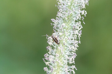 Two-spotted Grass-bug (Stenotus binotatus) on the flowers of Timothy Grass