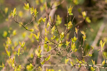 Spring forest with tree branches and young leaves on a blurred background on sunny day