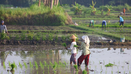 Cultivando arroz en Bali, Indonesia