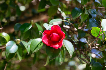 Large mass of deep red Camellia Black Lace flowers in spring