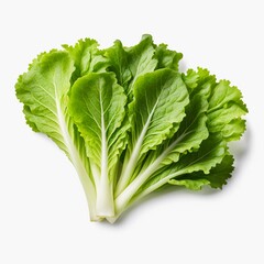 salad, lettuce leaf, isolated on white background, clipping path, isolated on a white background