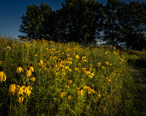 field of yellow flowers