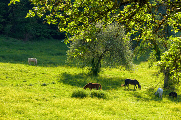 Grasende Pferde in intakter Naturlandschaft mit Bäumen und saftig grünem Gras