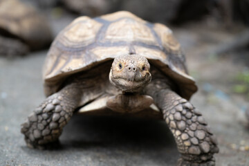 Curious Giant Tortoise ( Elongated tortoise ) Gazing at the Camera
