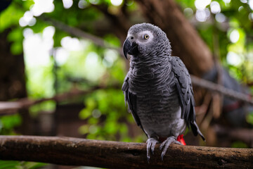 Thoughtful African Grey Parrot Gazing into the Distance