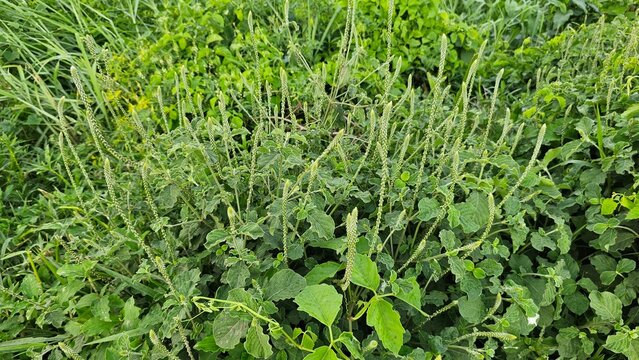 chaff-flower, prickly chaff flower, devil's horsewhip, is a species of plant