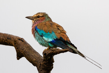 Soaking wet lilac-breasted roller perched on a branch with clear white background