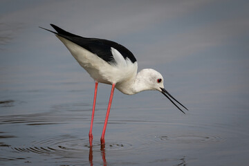 One black wiged stilt feeding in the water