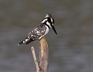 One pied kingfisher searching for a fish to catch