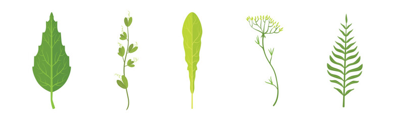 Green Leaf Stem and Stalk as Foliage Vector Set
