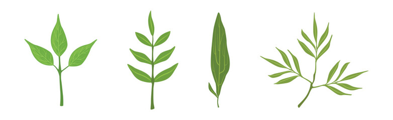 Green Leaf Stem and Stalk as Foliage Vector Set