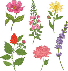 Wild flowers vector collection herbs