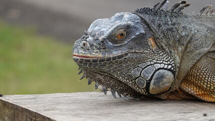 Iguana en la isla de Bali, Indonesia