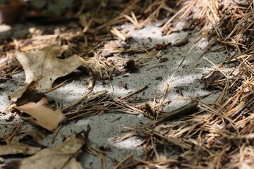 Forest andt looking for some food