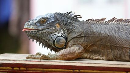 Iguana en la isla de Bali, Indonesia