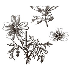 Vintage spring flower summer broun scroll Baroque Victorian frame border floral ornament leaf engraved retro pattern decorative design forget menot filigree calligraphic vector. Set.