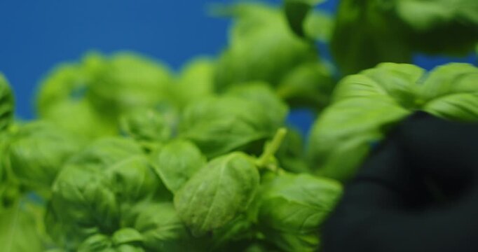 Fresh green basil leaves cut with knife close up