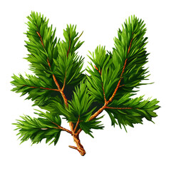 fir tree branch