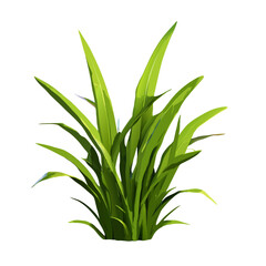 aloe vera plant