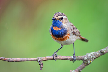 Bluethroat, Luscinia svecica. A singing bird sits on a beautiful branch