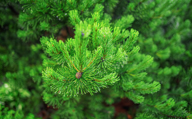 Juniper bush in the garden on a summer day. Decorative, green shrubs in the park.