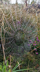 Cobweb covered in drops of water in the morning