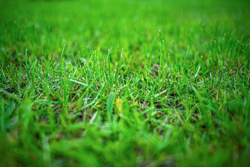 Wet green grass close up.