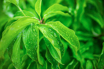 Wet green plant leaves close up.
