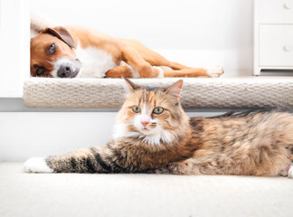 Bonded cat and dog lying together in staircase. Relaxed puppy dog with fluffy kitty cat lying side by side. Animals coexisting in multi-pet household. Harrier mix and longhair cat. Selective focus. © Petra Richli