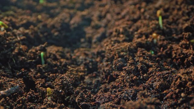 Timelapse in motions of Plant Stems Sprouting from the Soil: Detailed Growth Stages and Emergence of New Life in Agricultural Farms. High quality 4k footage