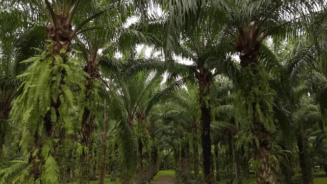 Looking up through palm tree leaves.Palm oil plantation growing up.