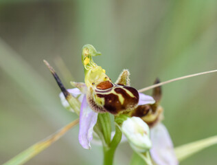 Closeup of Ophrys apifera orchid flower