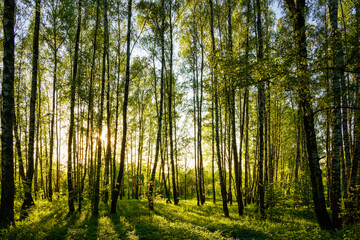 Grove of birches with young green leaves at sunset or sunrise in spring or summer.