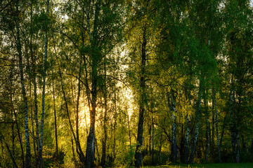 Fototapeta premium Sunrise or sunset near the pond with birches on a sunny summer day.