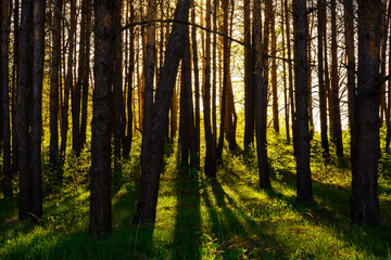 Sunbeams streaming through the pine trees and illuminating the young green foliage on the bushes in the pine forest in spring.
