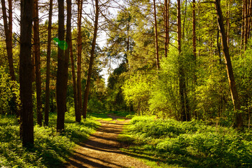 Obraz premium Sunbeams streaming through the pine trees and illuminating the young green foliage on the bushes in the pine forest in spring.