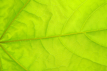 Macro shot of a leaf. Foliage nature background.