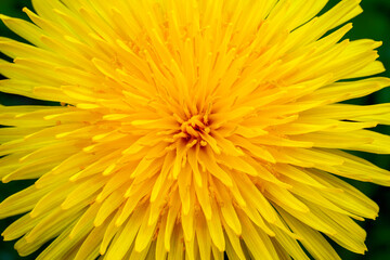Yellow dandelion close-up. Natural background.