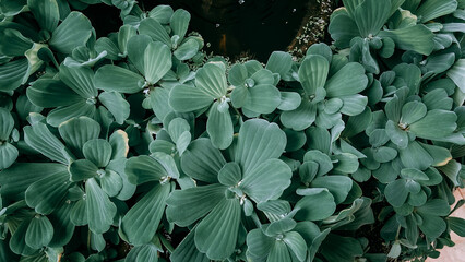 Fototapeta premium background of green leaves