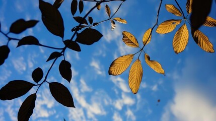 Leaves silhouetted by the sky