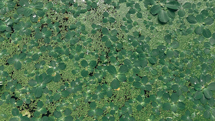 background of green leaves