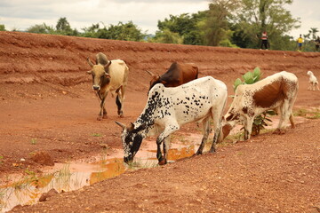 cows in the farm