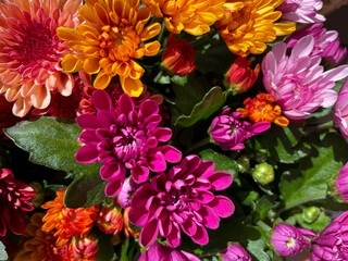 Beautiful blooming chrysanthemum flowers decorative summer autumn flower in vibrant red, purple and orange colors directly above view